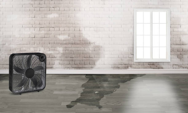 Best Carpet water damage restoration  in Jackson, MS